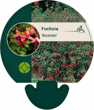 Fuchsia 'Riccartonii' C2 - afbeelding 3