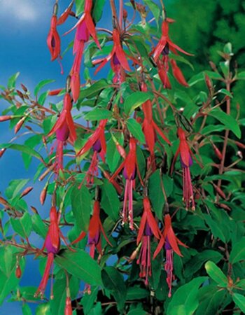 Fuchsia 'Riccartonii' C2 - afbeelding 2