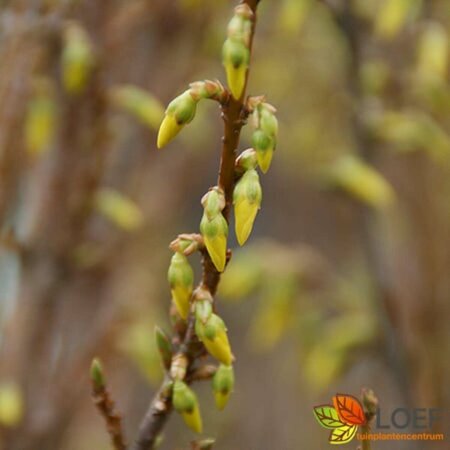 Forsythia intermedia 'Lynwood' 100/125 C. - afbeelding 1