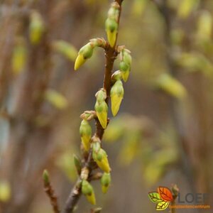 Forsythia intermedia 'Lynwood' 100/125 C. - afbeelding 1