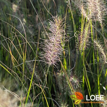 Pennisetum alopecuroides 'Hameln' C3 - afbeelding 1