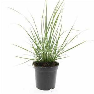 Pennisetum alopecuroides 'Hameln' C3 - afbeelding 5