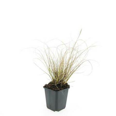 Pennisetum alopecuroides 'Hameln' C3 - afbeelding 18