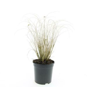 Pennisetum alopecuroides 'Hameln' C3 - afbeelding 3