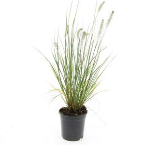 Pennisetum alopecuroides 'Hameln' C3 - afbeelding 10