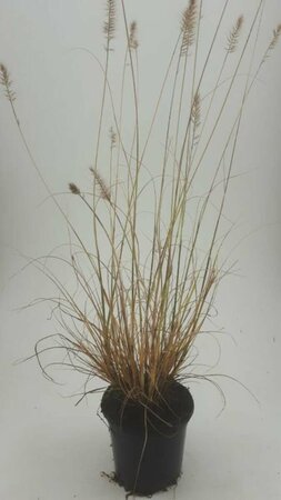 Pennisetum alopecuroides 'Hameln' C3 - afbeelding 7