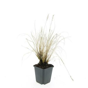 Pennisetum alopecuroides 'Hameln' C3 - afbeelding 19