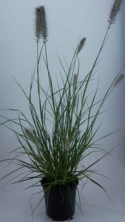 Pennisetum alopecuroides 'Hameln' C3 - afbeelding 9