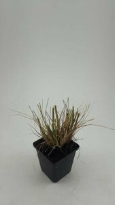 Pennisetum alopecuroides 'Hameln' C3 - afbeelding 16