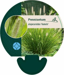 Pennisetum alopecuroides 'Hameln' C3 - afbeelding 15