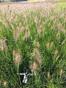 Pennisetum alopecuroides 'Hameln' C3 - afbeelding 11