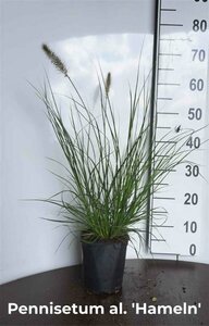 Pennisetum alopecuroides 'Hameln' C3 - afbeelding 14