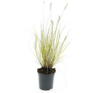 Pennisetum alopecuroides 'Hameln' C3 - afbeelding 6