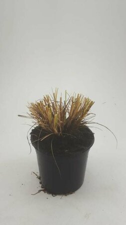 Pennisetum alopecuroides 'Hameln' C3 - afbeelding 2