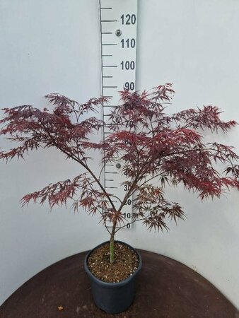 Acer pal. 'Firecracker' 80/100 C. - afbeelding 2