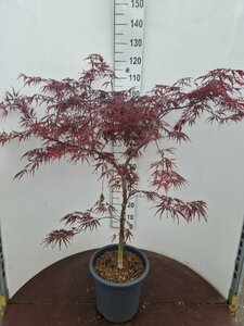 Acer pal. 'Firecracker' 80/100 C. - afbeelding 1