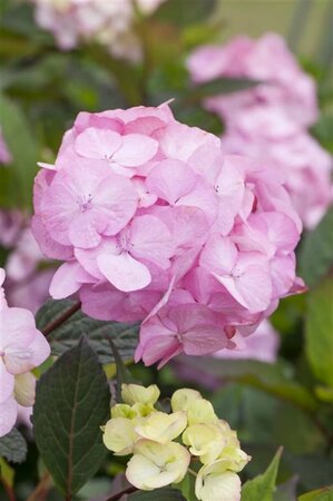 Hydrangea serrata 'Preziosa' 30/40 C. - afbeelding 3