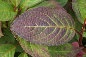 Hydrangea serrata 'Preziosa' 30/40 C. - afbeelding 4