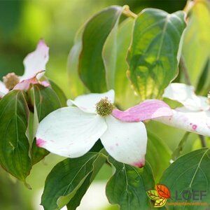 Cornus kousa 'Satomi' 50/60 C.  - afbeelding 2