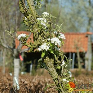 Malus domestica 'Jonagold' 8-10 C.  - afbeelding 2