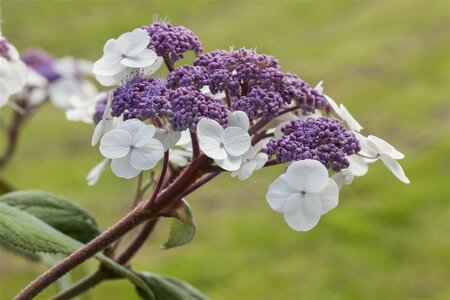 Hydrangea villosa C3