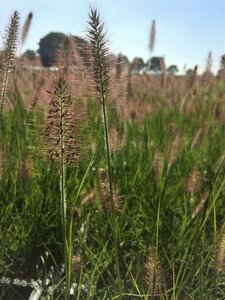 Pennisetum alopecuroides 'Hameln' C5 - afbeelding 12