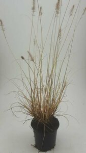 Pennisetum alopecuroides 'Hameln' C5 - afbeelding 7