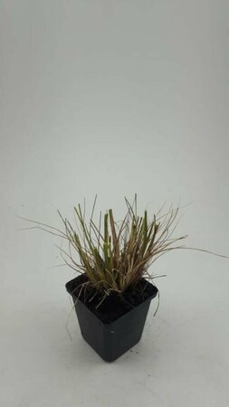 Pennisetum alopecuroides 'Hameln' C5 - afbeelding 16