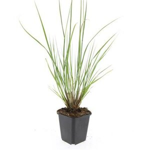 Pennisetum alopecuroides 'Hameln' C5 - afbeelding 20