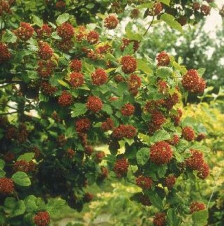 Physocarpus opulifolius 60/80 C.