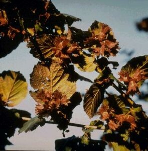 Corylus maxima 'Purpurea' 175/200 C.