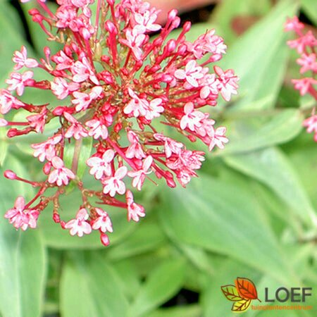 Centranthus ruber 'Coccineus' C2 - afbeelding 2