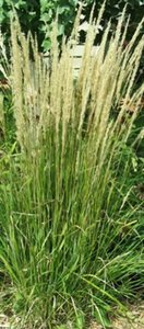 Calamagrostis acutiflora 'Karl Foerster' C5 - afbeelding 10