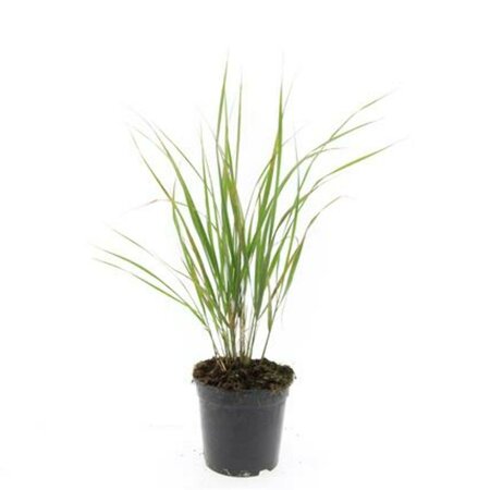 Calamagrostis acutiflora 'Karl Foerster' C5 - afbeelding 4