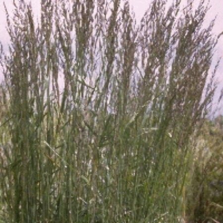 Calamagrostis acutiflora 'Karl Foerster' C5 - afbeelding 9