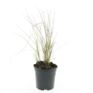 Calamagrostis acutiflora 'Karl Foerster' C5 - afbeelding 3