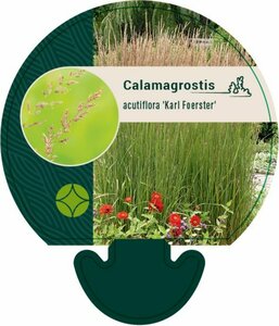 Calamagrostis acutiflora 'Karl Foerster' C5 - afbeelding 6