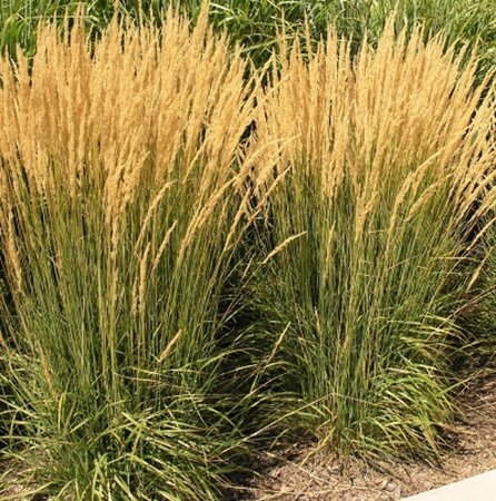 Calamagrostis acutiflora 'Karl Foerster' C5 - afbeelding 8