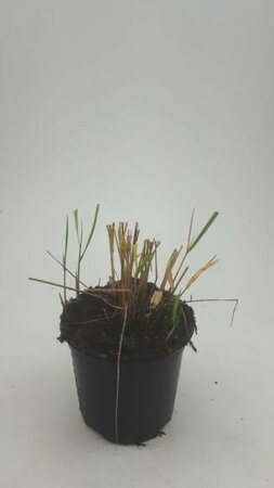 Calamagrostis acutiflora 'Karl Foerster' C5 - afbeelding 2