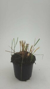Calamagrostis acutiflora 'Karl Foerster' C5 - afbeelding 2