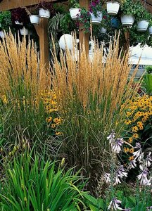 Calamagrostis acutiflora 'Karl Foerster' C5 - afbeelding 7