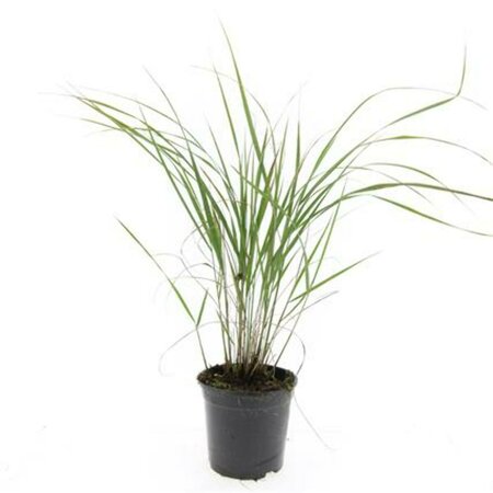 Calamagrostis acutiflora 'Karl Foerster' C5 - afbeelding 11