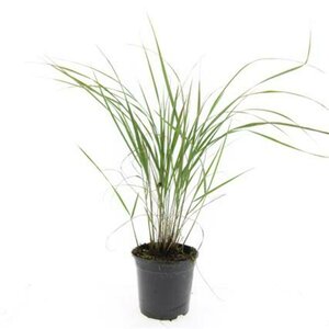 Calamagrostis acutiflora 'Karl Foerster' C5 - afbeelding 11