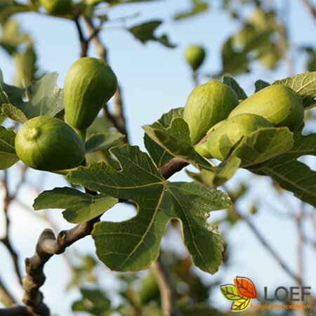 Ficus carica 'Brown Turkey' ST. 100 C.  - afbeelding 1