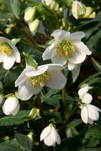 Helleborus niger C2 - afbeelding 3