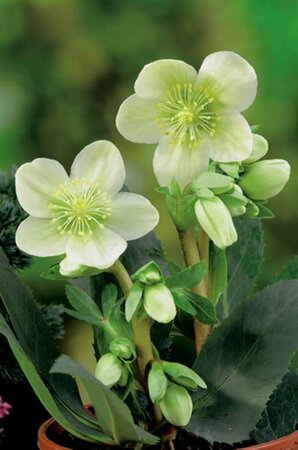 Helleborus niger C2 - afbeelding 6