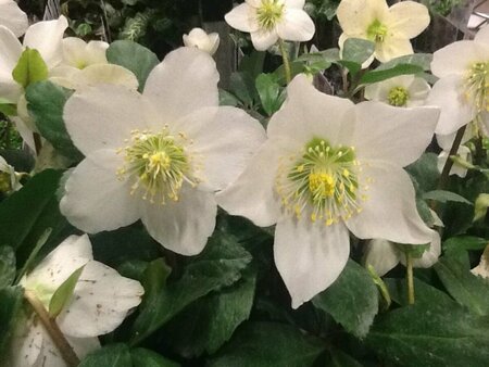 Helleborus niger C2 - afbeelding 7