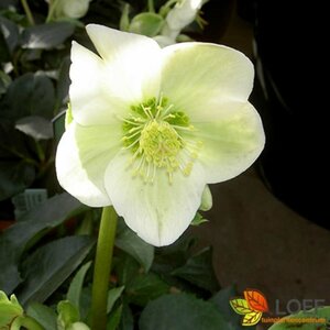 Helleborus niger C2 - afbeelding 1