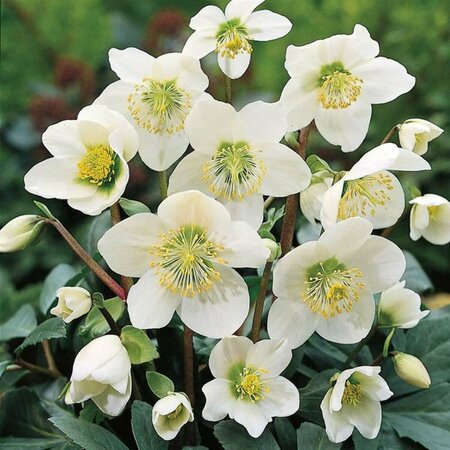 Helleborus niger C2 - afbeelding 8