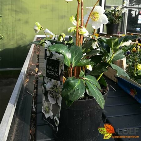 Helleborus niger C2 - afbeelding 5